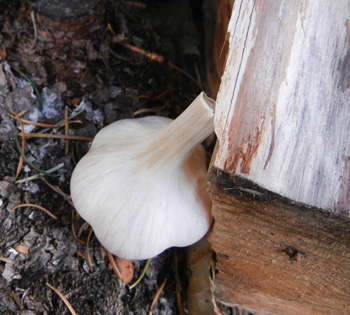 Parvin garlic bulb by log by Susan Fluegel at Grey Duck Garlic